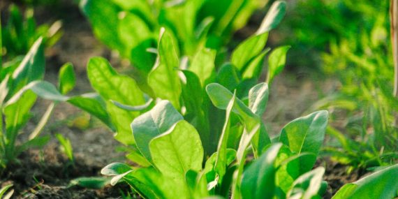 Vibrant green spinach leaves growing in a garden bed during daytime.